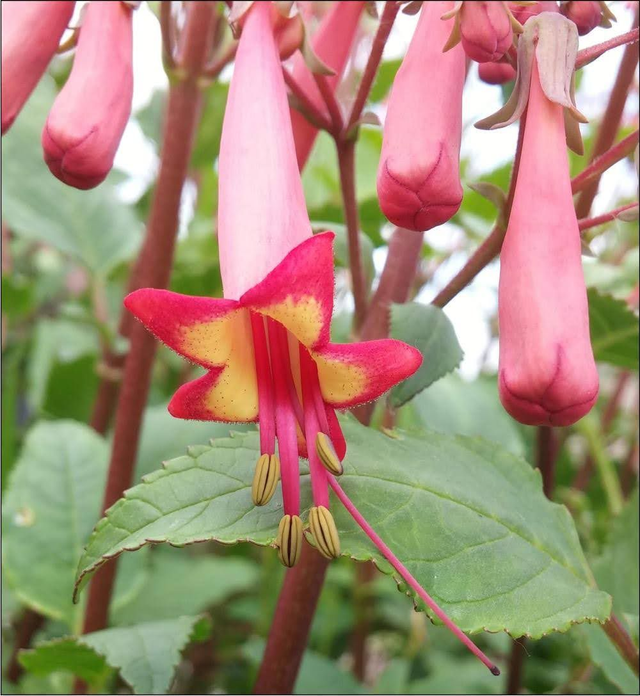 Phygelius Aequalis  'Cape Fuchsia' - 1ltr pot