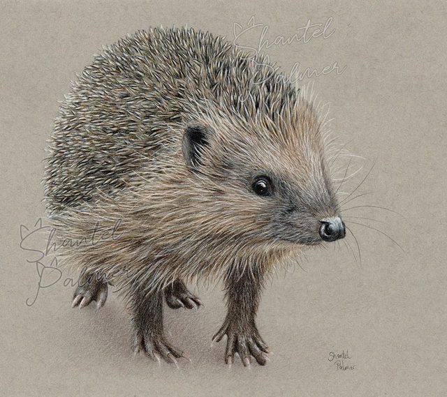 Hedgehog