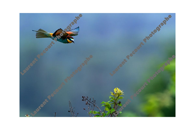 Guêpier d&#039;Europe