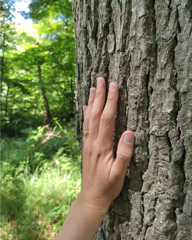 Séance de Sylvothérapie