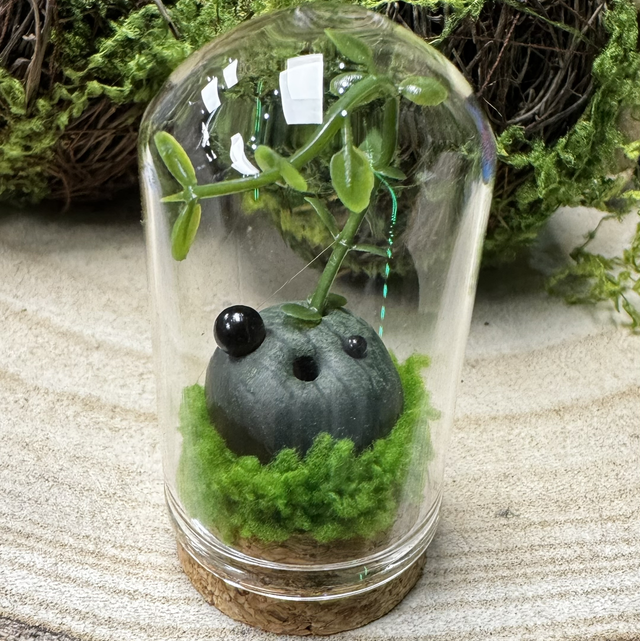 Seedling in Terrarium