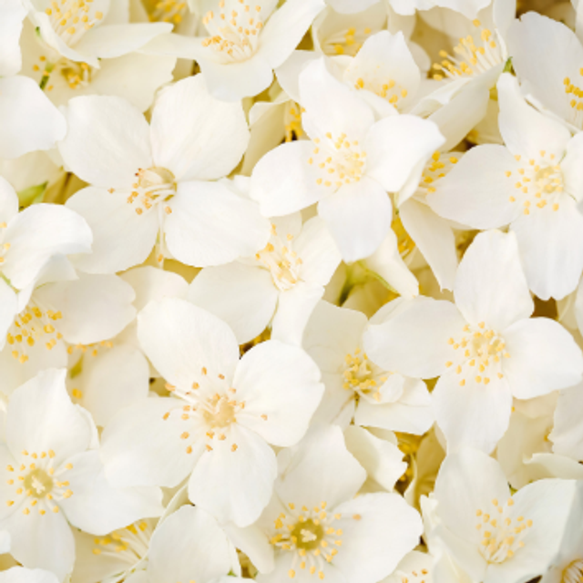 JASMIN GALET FONDANT