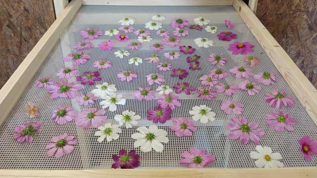 Cosmos fleur entière - bio 25g