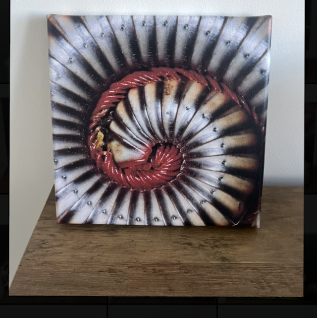 8” x 8” canvas - rainbow millipede