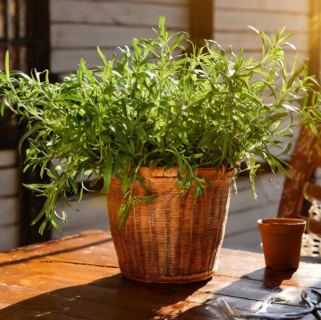 Estragon Français NT -  (Artemisia dracunculus)