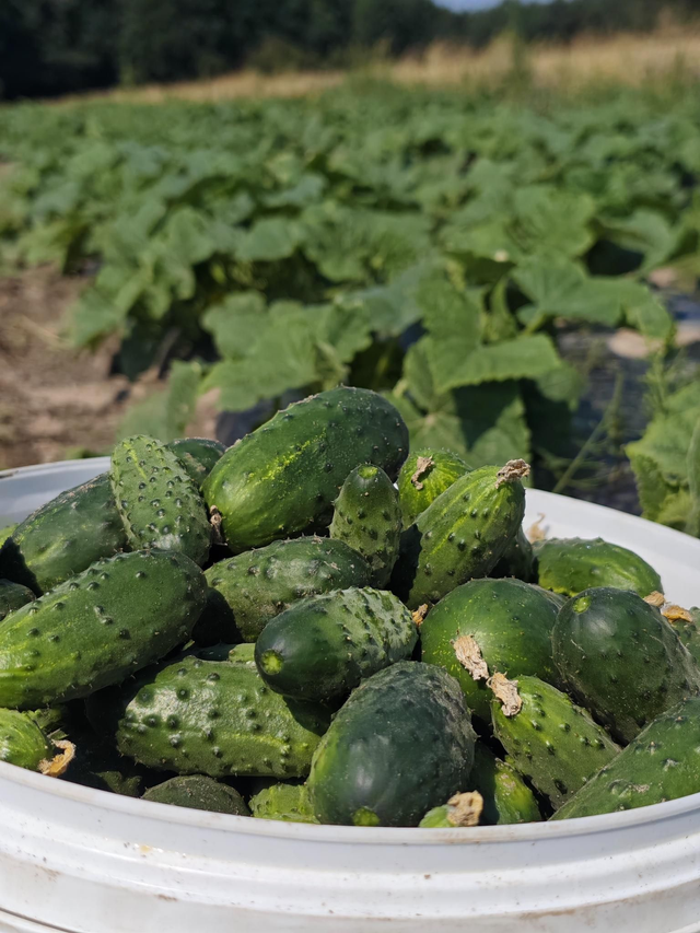 Ogórki gruntowe EKO / 1kg