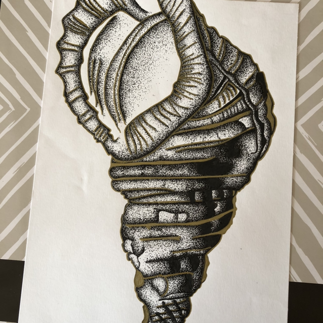 coquillage Bernard -L’hermitte - 30 x 40 cm - encadrements 