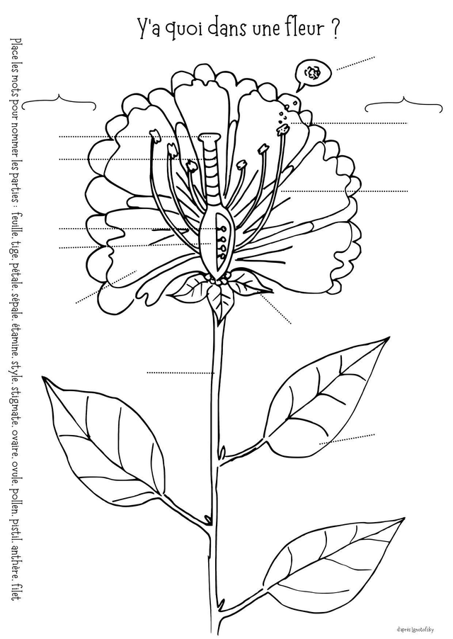 Carte postale à colorier "y'a quoi dans une fleur"