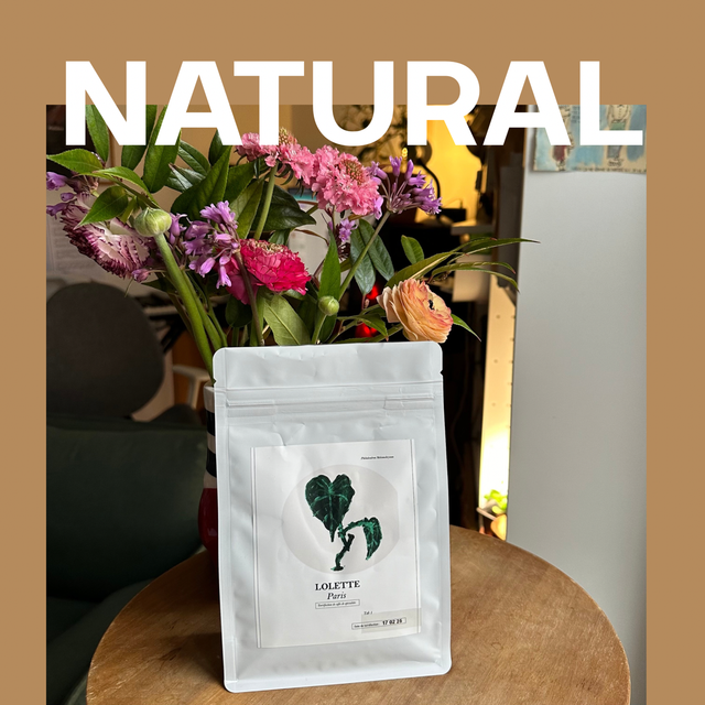250g café Guatemala / Natural H1 Agua Tibia