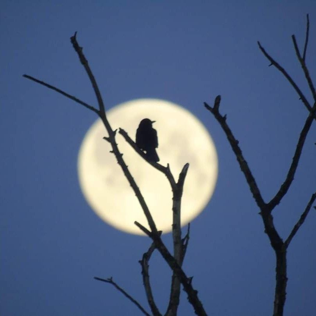 &#039;Wolf moon&#039;