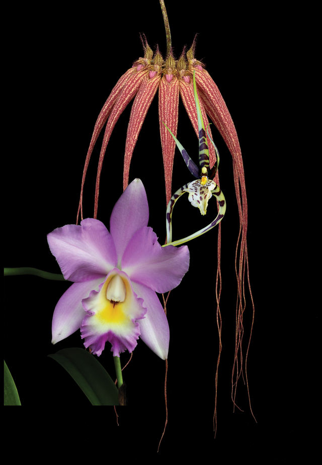 Clearing &amp; Releasing Combination Essence