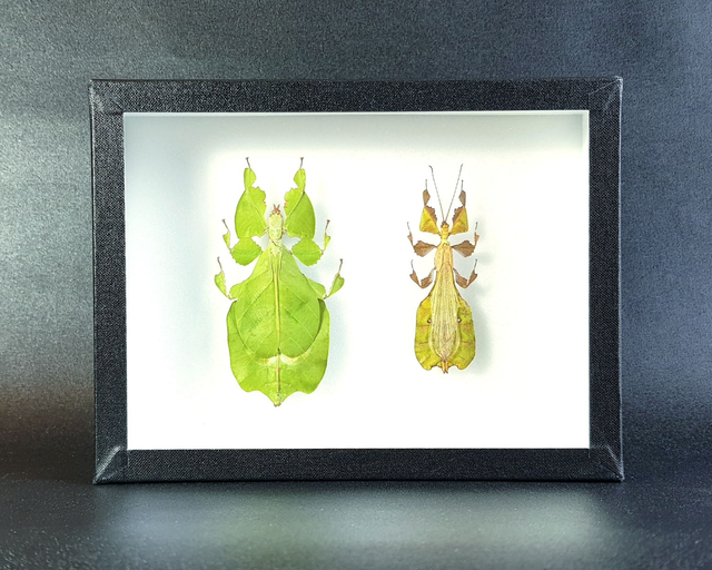 Pulchriphyllium pulchrifolium (couple)