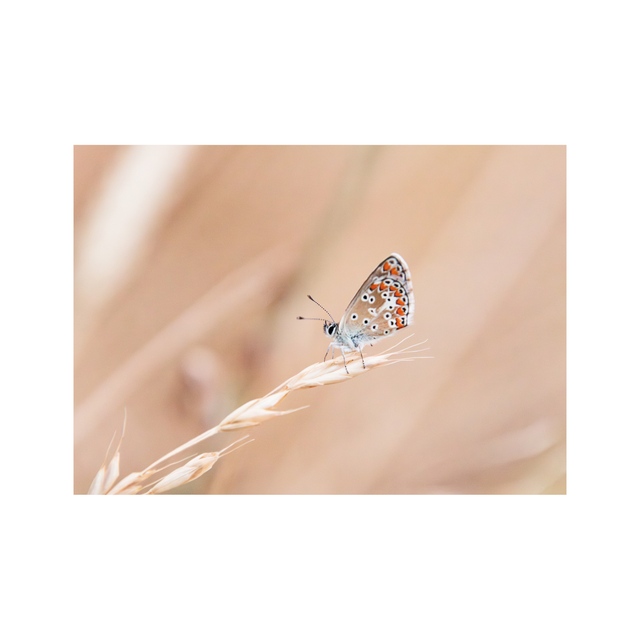 Carte postale photographie #6 Papillon