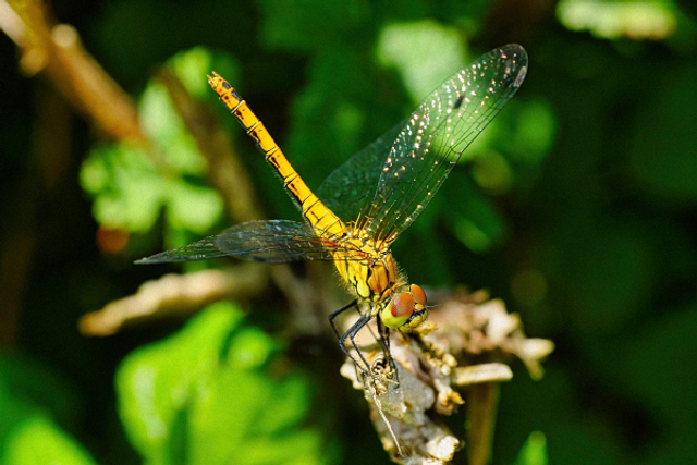 Libellule orange