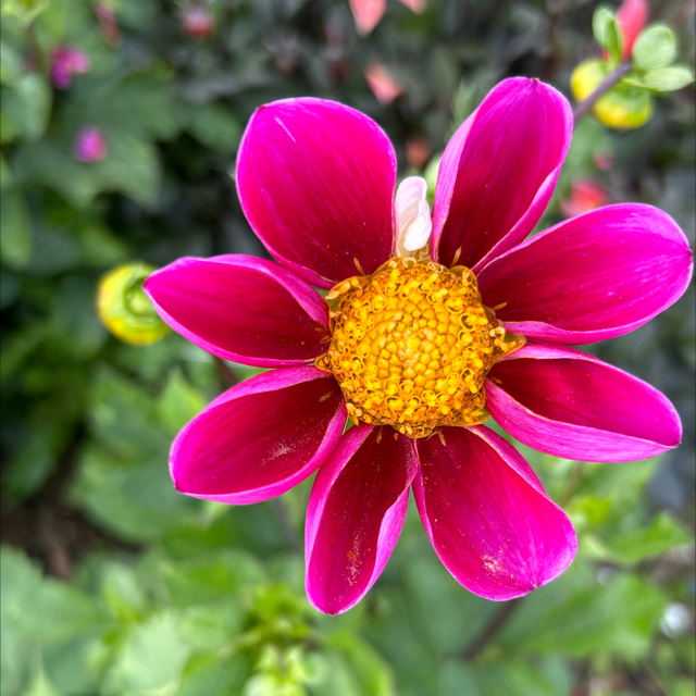 Twyning’s Smartie 341