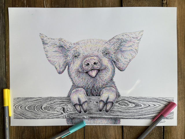 Cheeky piglet colour 