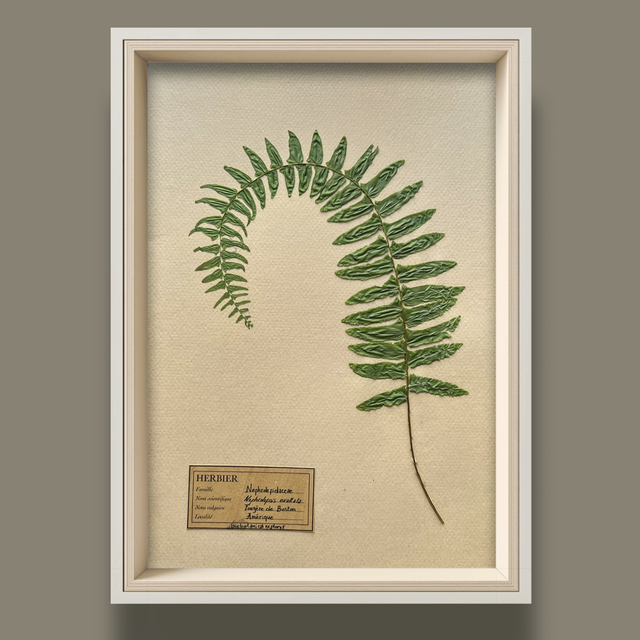 Herbier A4 vintage affiche botanique fougère Boston 