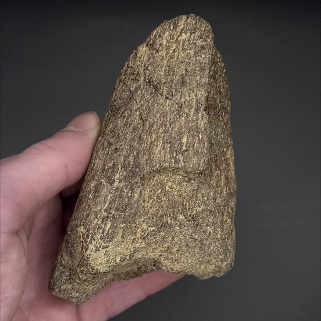 Triceratops Brow Horn Tip