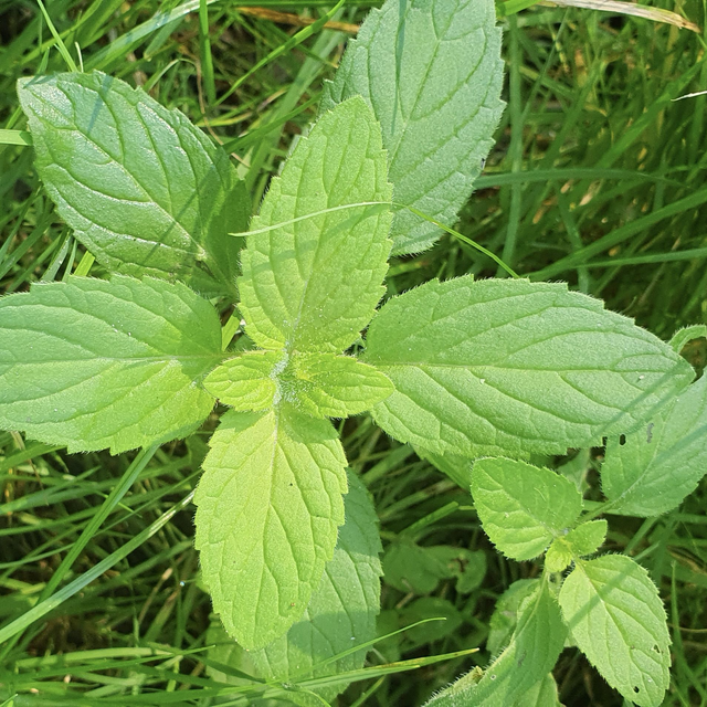 Menthe aquatique (Mentha aquatica )