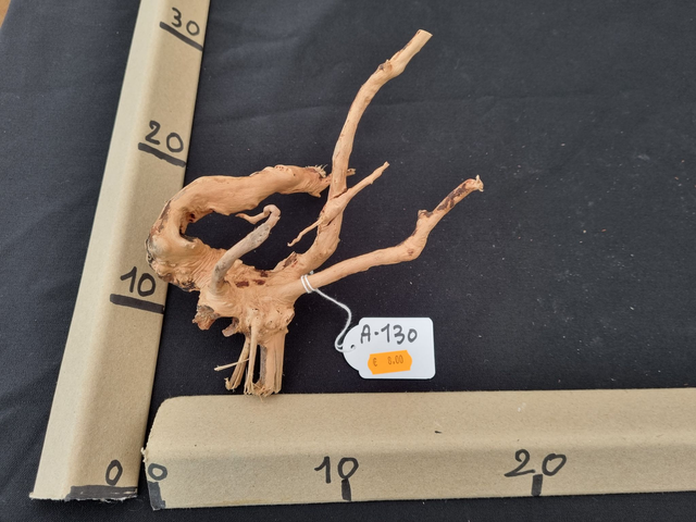 Racine araignée A-130