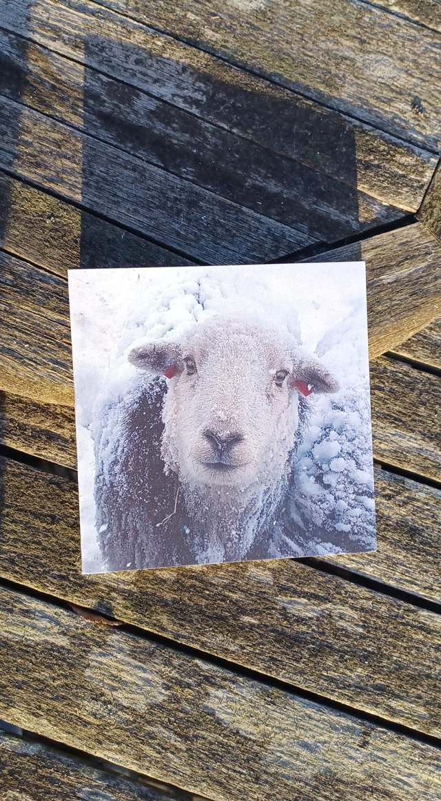 Herdwick ewe
