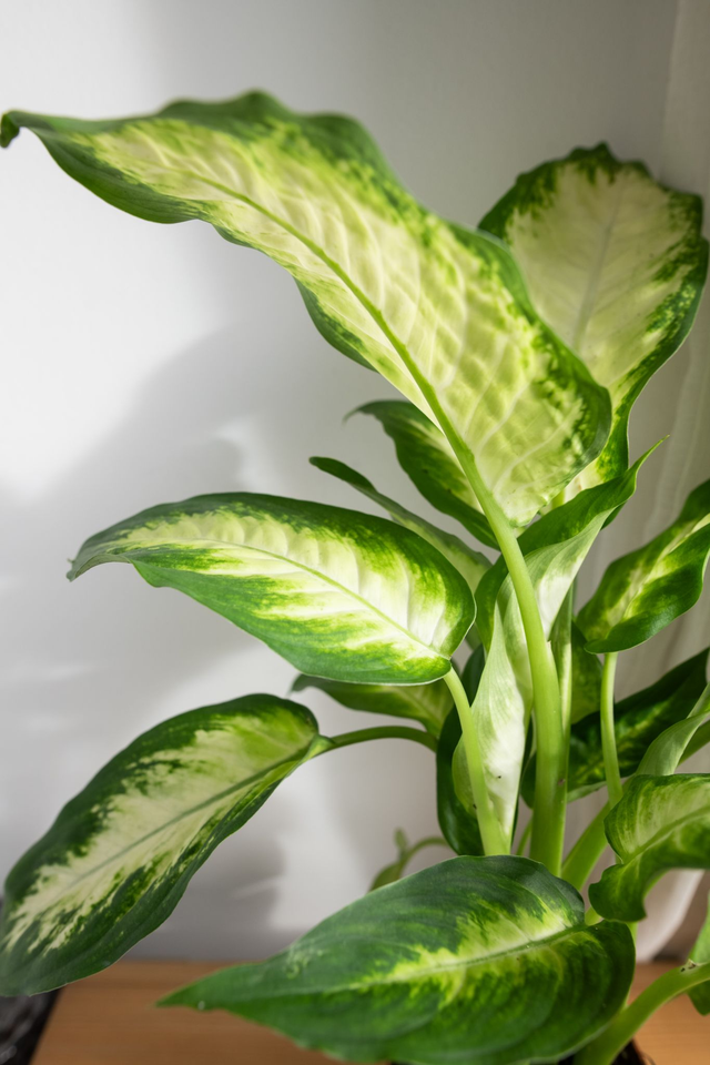 Dieffenbachia Camilla 🌿