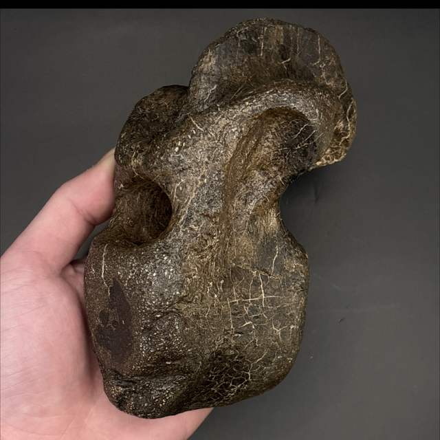 Mantellisaurus Vertebra 