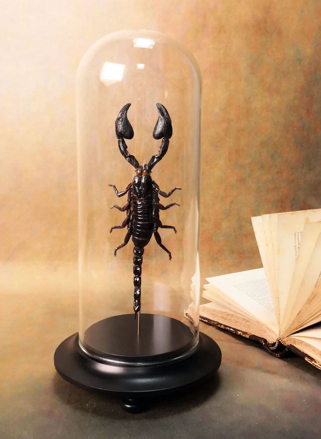 Scorpion - Heterometrus Cyaneus