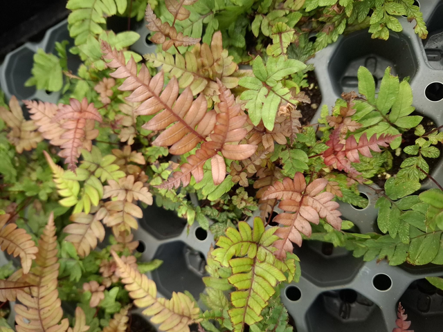 Pteris quadriaurita &#039;Tricolor&#039;- Painted Brake Fern 