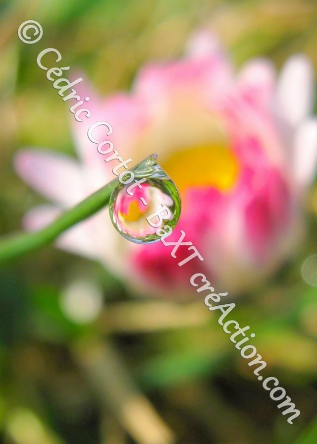 1 - Carte postale - Rosée et gouttes de pluie (Ref 0534)