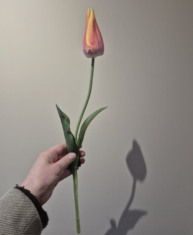 Tulp single oranje