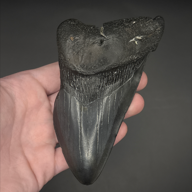 Megalodon Tooth