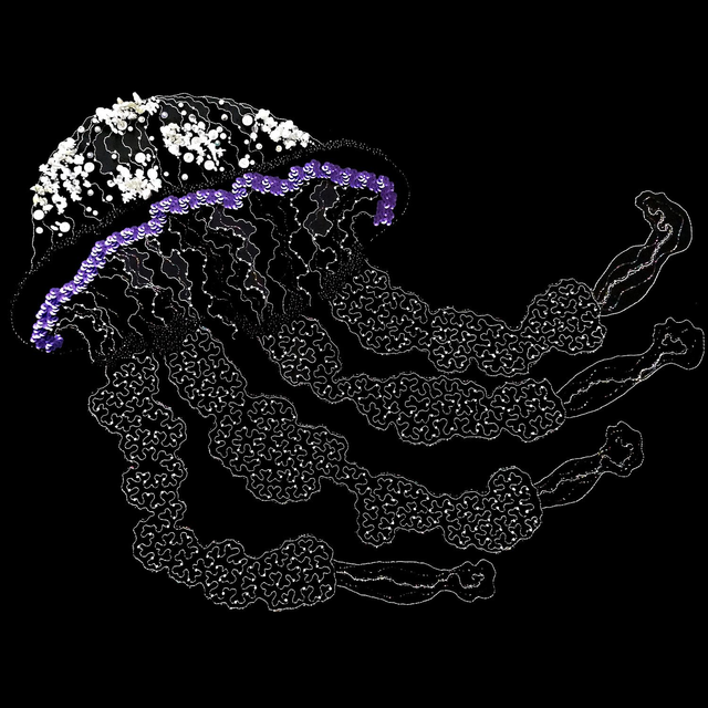 Méduse Améthyste et Blanc neige