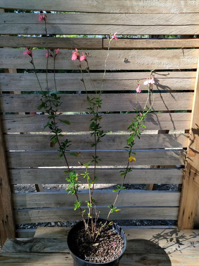 Salvia x jamensis 'Pluenn' - C2l