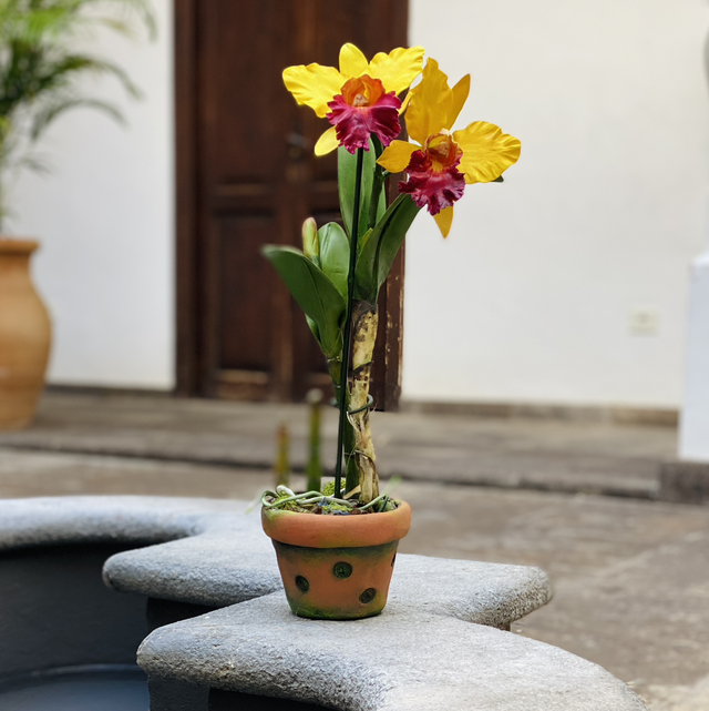 Orquídea Artesanal 2 flores / Color Amarillo