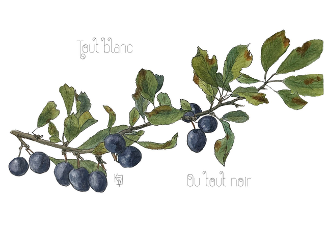 Carte postale botanique - Prunellier "Tout blanc ou tout noir"