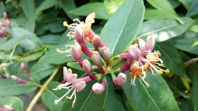 Lonicera Sempervirens – Coral honeysuckle - 1ltr pot