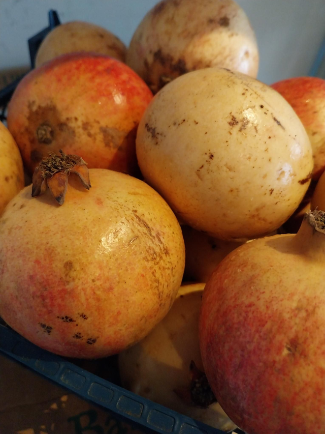 Pomegranate