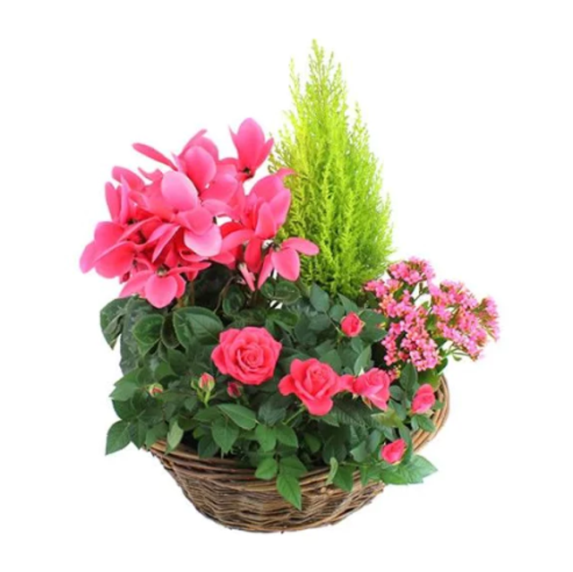 Composition Souvenir