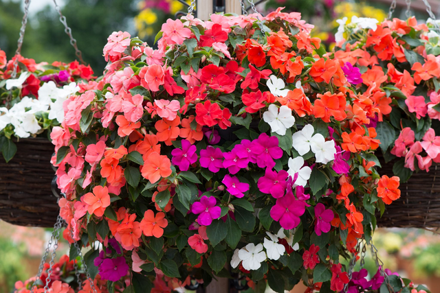Impatiens (Mixed Beacon) - Tray of 6 plants