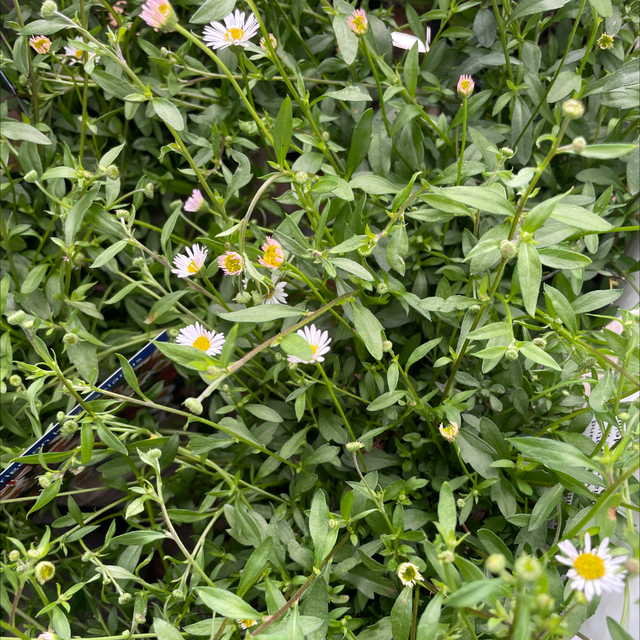 Erigeron 