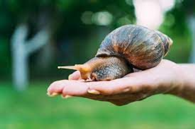 Giant African land snail