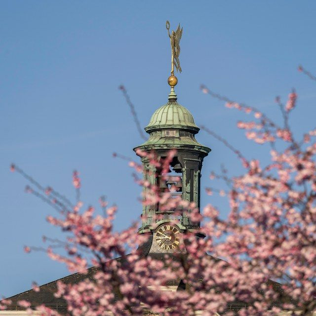 Turmspitze mit Kirschblüten
