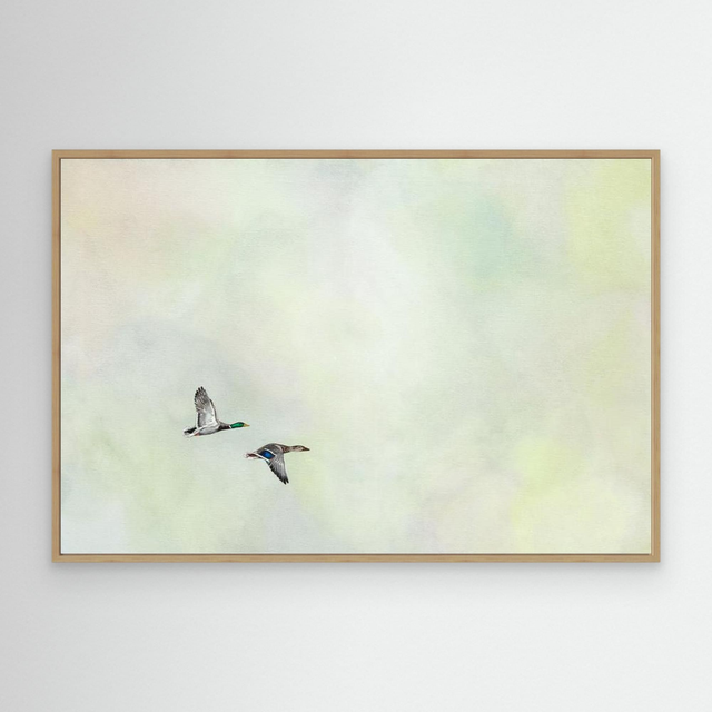 Together Again - (Mallard Ducks)