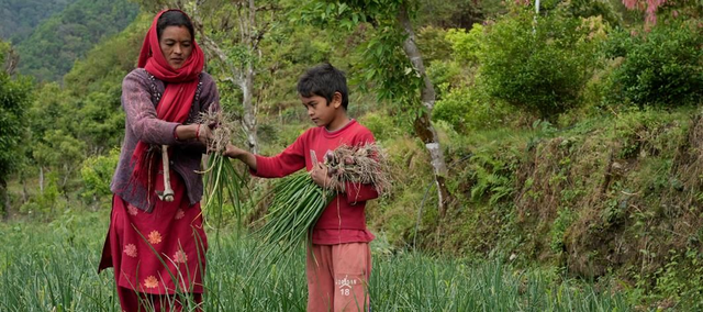 GIFT A TREE FOR A BIRTH