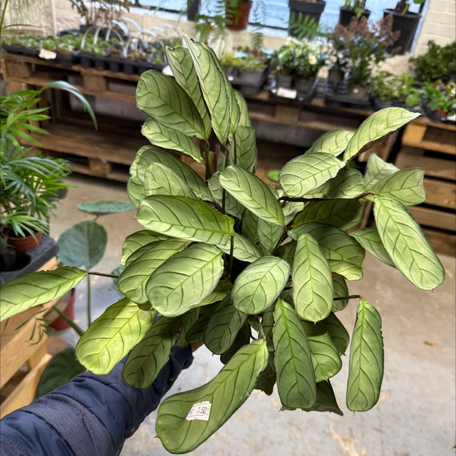 Cntetante (Calathea) 