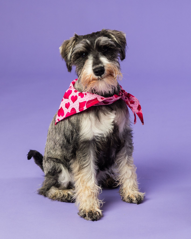 Pet Photoshoot Collection Three