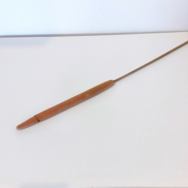 Typha sec – Tige naturelle au style graphique pour décoration florale ou bouquet sec