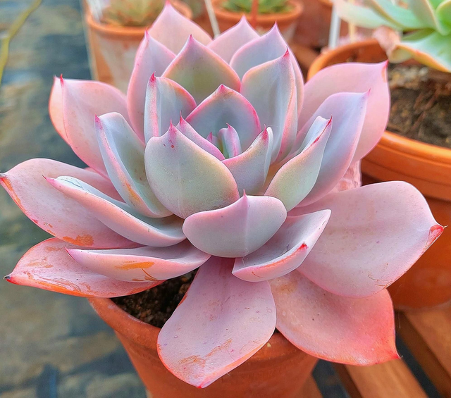 Echeveria &#039;Heartbreaker&#039;