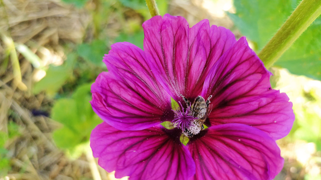 Grand Froid - bio 25g